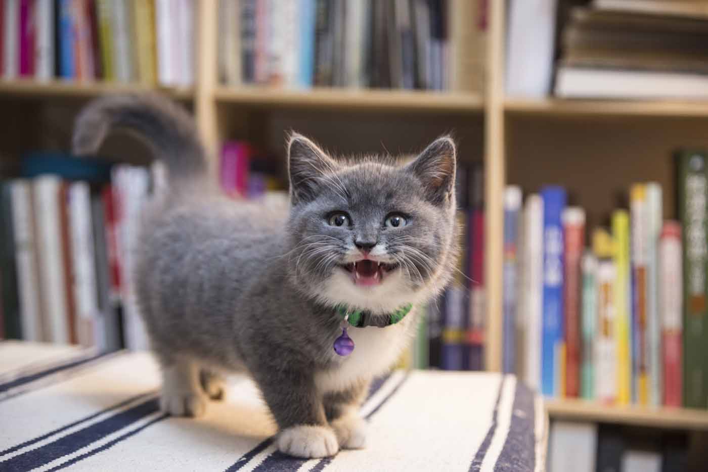 猫と仲良くなる裏技