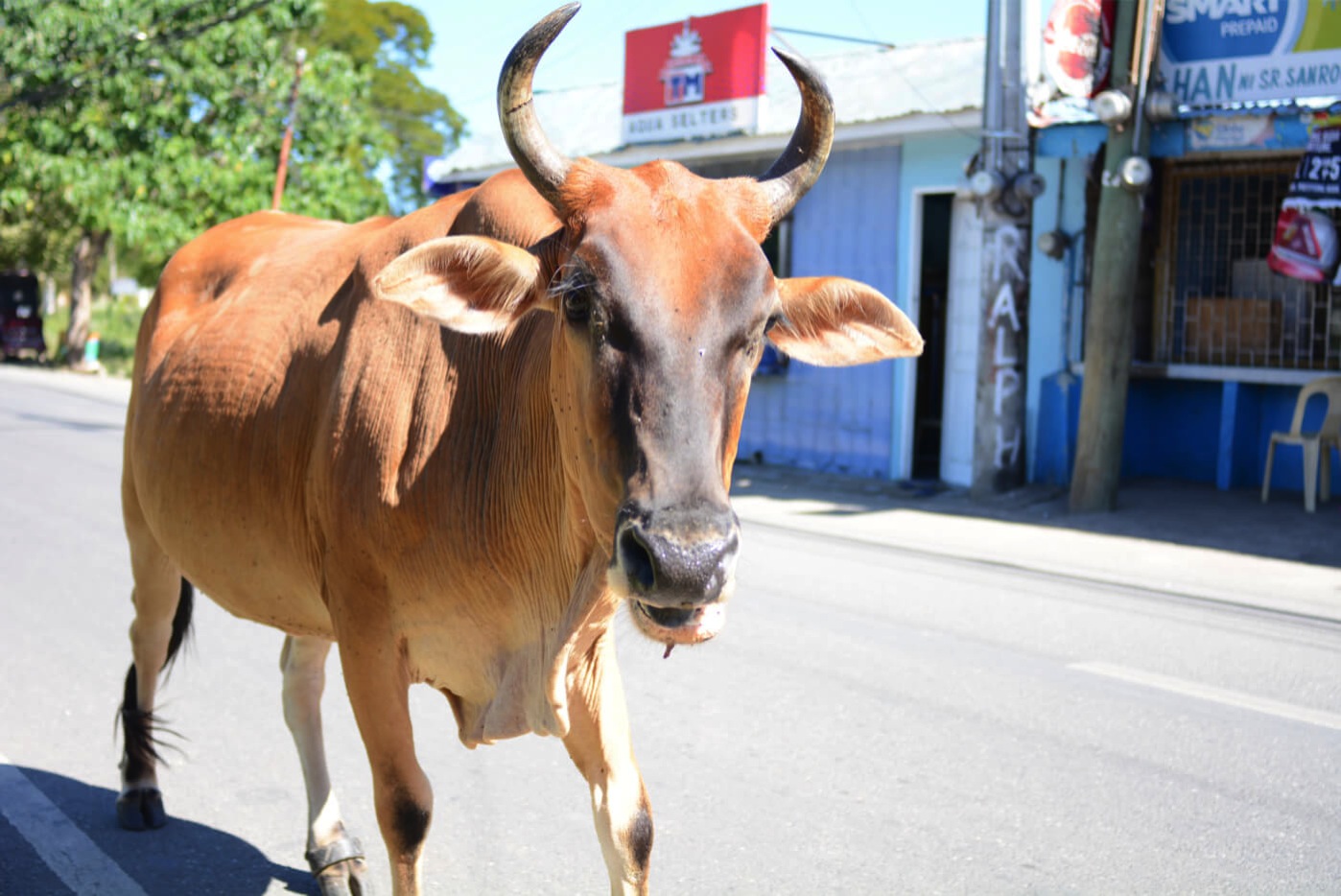 Cow