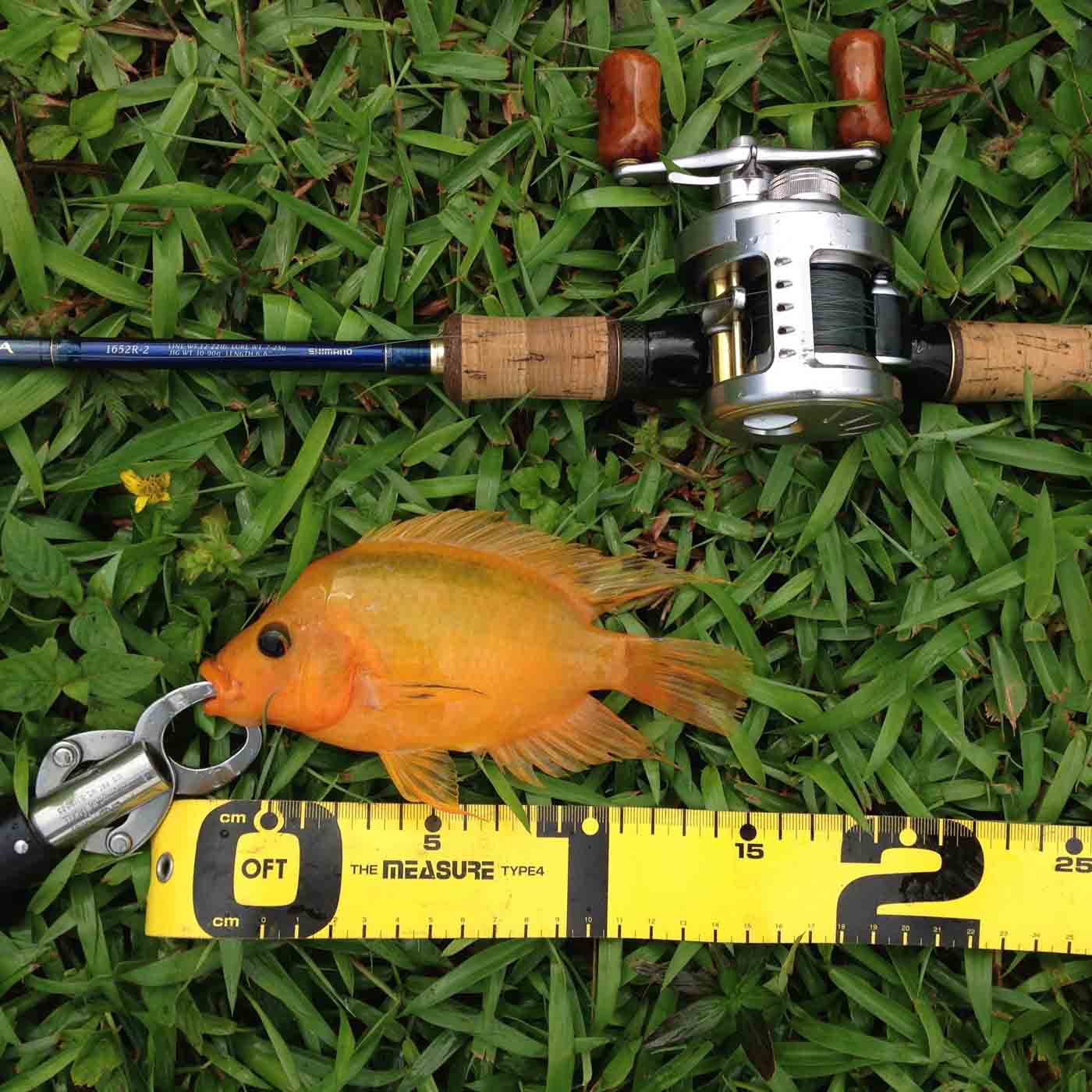 Fish 02