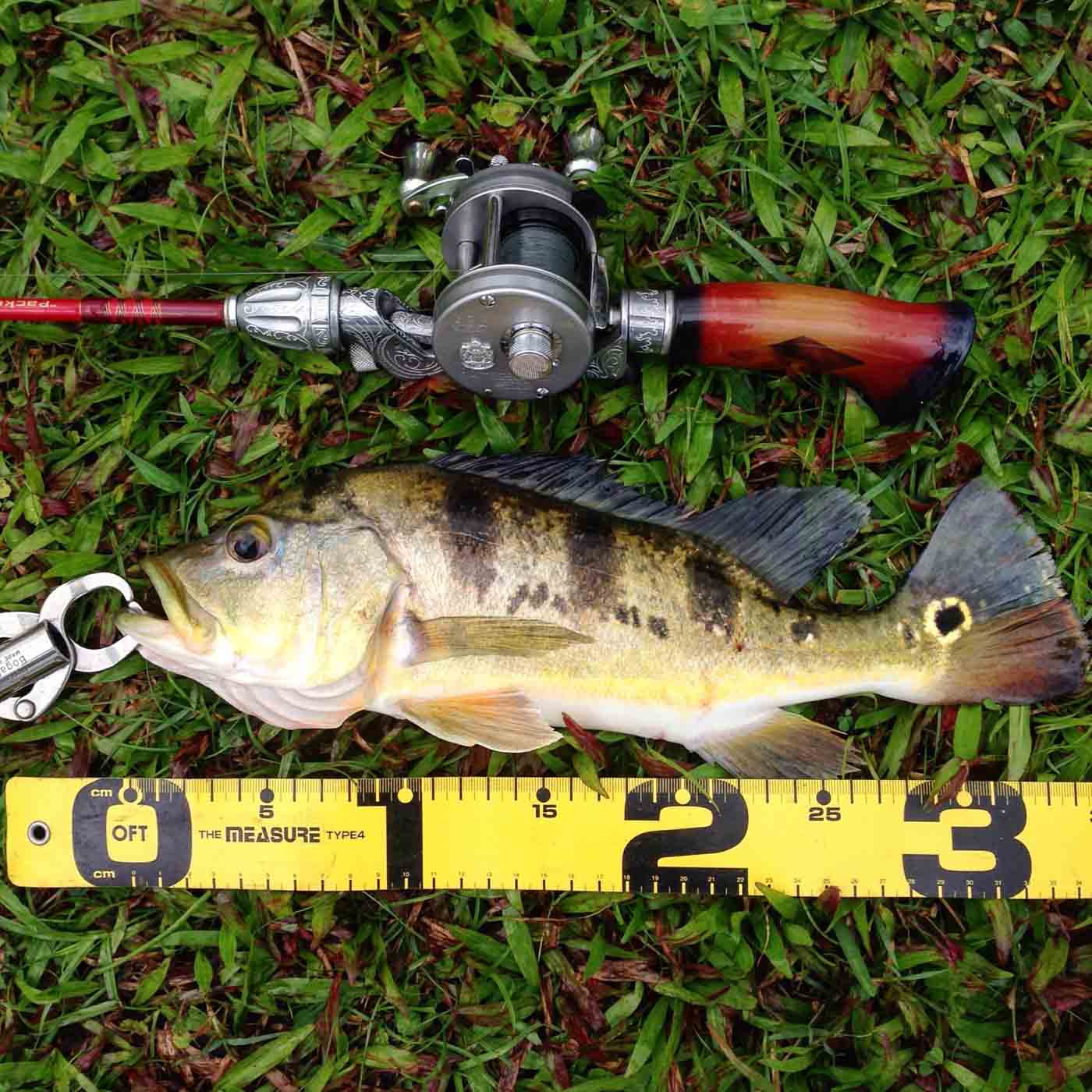 Fish 04